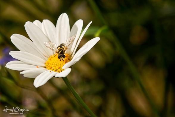 Hoverfly feeding on yellow center of a white daisy