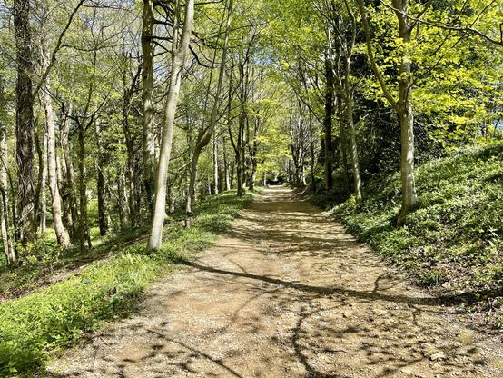 A dirt path winds gently through a woodland of tall, slender trees with fresh green leaves, suggesting springtime. Sunlight filters through the canopy, casting irregular shadows across the uneven, stony trail. The ground is bordered by low green vegetation, with patches of wild plants and sparse undergrowth extending into the forest on both sides. The trees are a mix of bare trunks and lightly budding branches, creating a partially open view towards the sky. The path slopes slightly uphill and continues into the distance, drawing the eye toward a darker shaded area deeper in the woods.