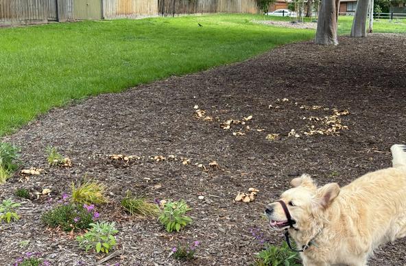 A mulched area in a park. Thereβs a few plants in it and some trees. Two very prominent rings of fungus each form passable circles about 1.5 m across. Photobombing golden retriever at speed for scale.
