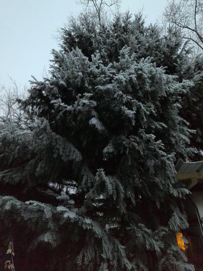 Eine grüne Tanne, mit einer mega dünnen Schneeschicht