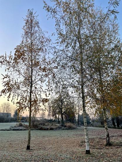 Bereifte Landschaft mit drei Birken im Vordergrund und noch etwas Morgenrot unter blauem Himmel: der Rentnerhügel in Hellerau an der Straßenbahnhaltestelle Heinrich-Tessenow-Weg