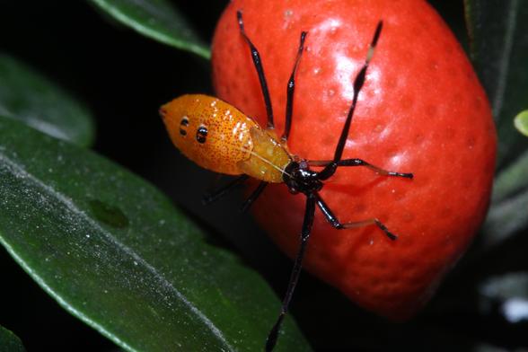 Predominantly orange bug nymph with two black dorsal spots on abdomen, black head and legs, on a red fruit on a background of green leaves
