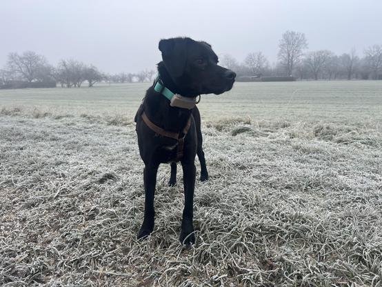 Ein schwarzer Hund steht in einem grünen Feld. Der Hund hat ein grünes Halsband und ein Geschirr. Die Grasfläche ist mit Frost bedeckt. Im Hintergrund sind Bäume und Sträucher zu sehen. Der Himmel ist grau und bedeckt.

Bereitgestellt von @altbot, privat und lokal generiert mit Gemma3:27b

🌱 Energieverbrauch: 0.060 Wh