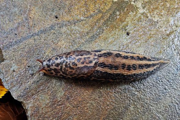 Ein Tigerschnegel kriecht über eine raue Steinoberfläche. Der Körper zeigt die charakteristische längliche Form mit deutlichen dunkelbraunen bis schwarzen Tigerstreifen auf beigem bis hellbraunem Untergrund. Die Oberfläche des Schnegels ist feucht glänzend und weist die typischen punktförmigen Erhebungen auf.