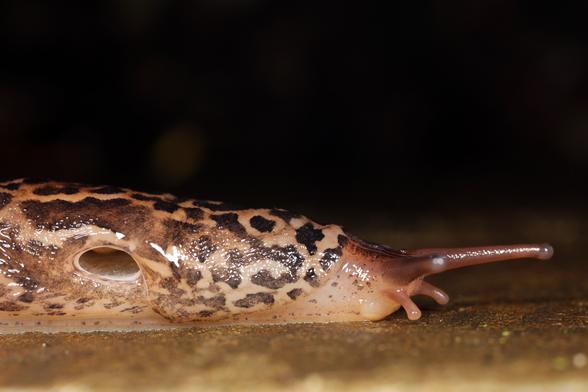 Seitliche Detailansicht eines Tigerschnegels, die das Atemloch (Pneumostom) als ovale Öffnung am Mantelschild zeigt. Die Tigerstreifung ist im hinteren Körperbereich besonders ausgeprägt. Man sieht deutlich die feuchte, glänzende Hautstruktur und die Fühler des Tieres vor dunklem Hintergrund.