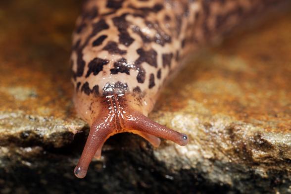 Nahaufnahme eines Tigerschnegels von vorne. Der Mantelschild zeigt das charakteristische Fleckenmuster, und die beiden Tentakel sind ausgestreckt. Der Schnegel bewegt sich über eine Steinoberfläche.