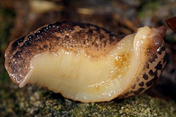 Seitenansicht eines Tigerschnegels mit ausgestrecktem cremefarbenem Fuß, der den Weichkörper zeigt. Der Mantelschild auf dem Rücken trägt das typische leopardenartige Fleckenmuster in dunklen Tönen. Die glänzende, feuchte Haut des Schnegels ist gut sichtbar auf steinigem Untergrund.
