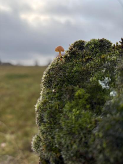 Foto von einem sehr kleinen orangenen Pilz auf einem mit Moos bedeckten Pfosten im Vordergrund.
Im Hintergrund ist ein grün-gelbes Feld mit einem grau-blauen Himmel darüber unscharf zu erkennen.