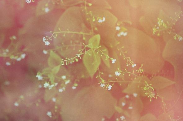 L'image présente une composition abstraite et rêveuse de petites fleurs blanches délicates sur un fond flou aux tons chauds de pêche, d'orange et de rose. Des touches de vert tendre des tiges et des feuilles floues traversent l'image. L'ensemble dégage une atmosphère douce et lumineuse, presque comme un filtre de couleur appliqué.