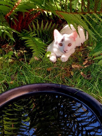Ein kleines weißes Kätzchen sitzt zwischen grünen Pflanzen vor einer schwarzen, runden Wasserschale, die im Gras steht, und blickt erwartungsvoll in die Kamera.