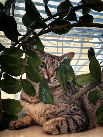 A grey tabby cat partially obscured by green leaves, resting on a surface near a window with blinds.