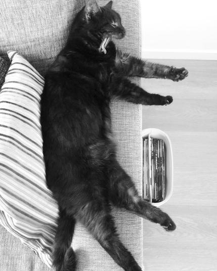 nearly black cat is laying on the side of a couch. PIc in B/W. She is yawning and stretching the paws.. picture from  birds' perspective.