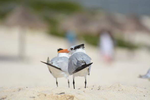Two birds on the beach
