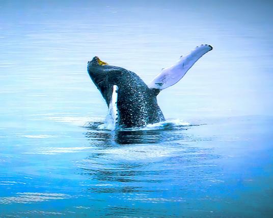 A whale breaching.
