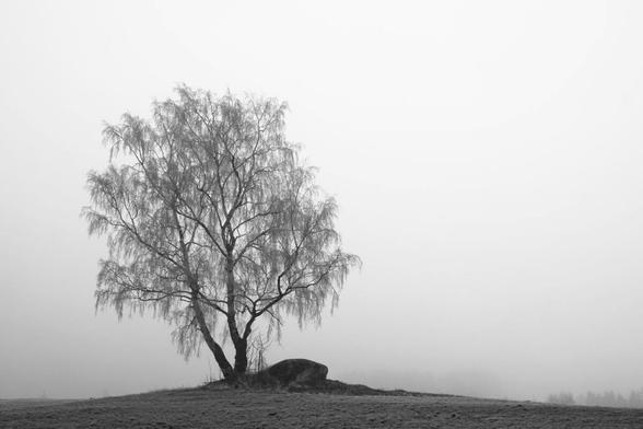 Eine Schwarz-Weiß-Fotografie zeigt eine stark vereinfachte, ruhige Landschaft. In der Bildmitte leicht nach links versetzt steht eine einzelne, zweistämmige, laublose Birke mit vielen feinen, verzweigten Ästen. Die Stämme wirken schlank und sind leicht gebogen. Der Baum steht auf einer sanft ansteigenden Wiese, an deren Fuß ein großer, dunkler Fels liegt. Alles um den Baum herum ist von dichtem Nebel eingehüllt, sodass der Hintergrund völlig verschwimmt und keine weiteren Details der Landschaft erkennbar sind. Der Himmel ist hellgrau und gleichmäßig, ohne Struktur. Die gesamte Szene wirkt still, minimalistisch und verträumt.