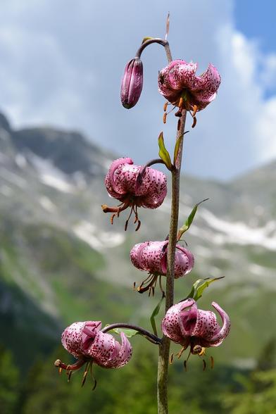 Turk's cap lily (Lilium martagon) in the Tauern Valley near Mallnitz, High Tauern National Park, Carinthia, Austria