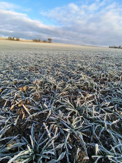 Auf dem Foto sieht man über ein langgestrecktes Feld. Es glitzert vor lauter Rauhreif. Am Horizont sind ein paar kleine Bäume und Büsche zu sehen. Der Himmel im Hintergrund ist mit ein paar Wolken bedeckt. Der Rest vom Himmel ist strahlend blau.