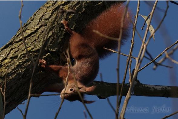 Ein Eichhörnchen klettert kopfüber an einem Ast vor blauem Himmel.