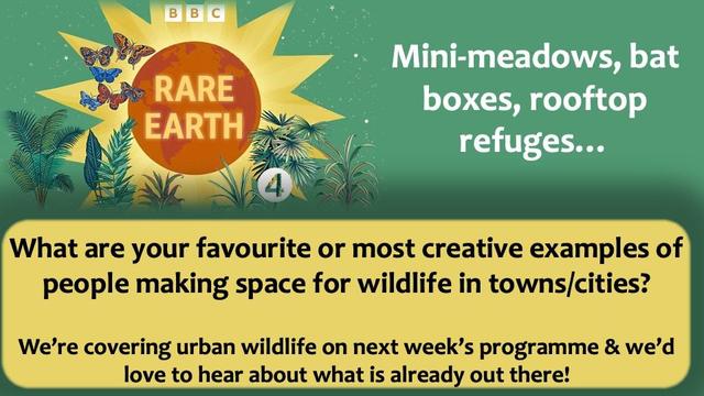 What are your favourite or most creative examples of people making space for wildlife in towns/cities? 

We’re covering urban wildlife on next week’s programme & we’d love to hear about what is already out there!
