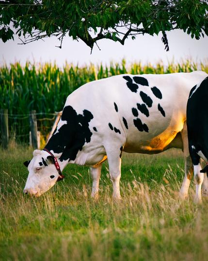 A part of an image. A white cow with black spots is grazing in a meadow, with on the background a corn field and a branch of a tree. The warm evening sun is casting a yellow glow onto the cow and the grass. On the right is a small part of a black cow with white legs.