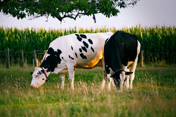 2 cows grazing in a meadow with in the background a field of corn and a branch of a tree. One is a white cow with a few black spots. The other is a black cow with white legs. The evening sun is giving a warm glow to the white cow and the meadow.