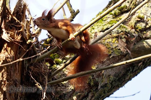 Ein Eichhörnchen sitzt auf zwei dünnen Zweigen und schnuppert zum nächsten dicken Ast.