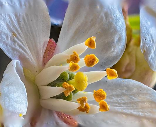 Close-up macro photograph of a white flower showing delicate petals with water droplets and translucent texture. The flower's center reveals bright yellow-orange anthers tipped with pollen, surrounding a pale green pistil. Pink-tinted stamens are visible among the white petals, which show fine details and natural imperfections in the backlighting