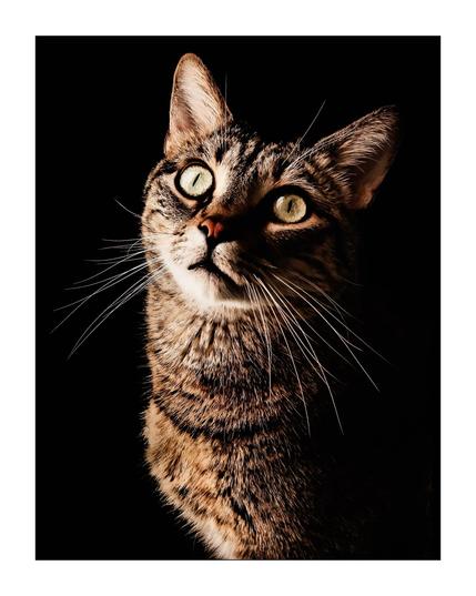 A short-haired tabby cat with striking, big green eyes, set against a solid black background. The cat's fur is a mix of brown, black, and gray stripes, with prominent white whiskers. Hid ears are upright, and it gazes upward with a curious expression (as if butter wouldn't melt). The lighting highlights the cat's face and upper body in ontrast with the dark background.