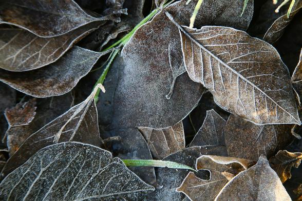 Dead, brown leaves on the grass, with a thin coating of frost.