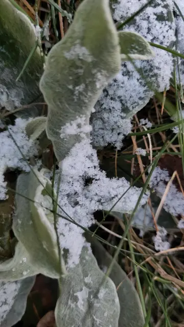 Frost on plant