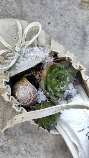 Sukkulenten in Schuh