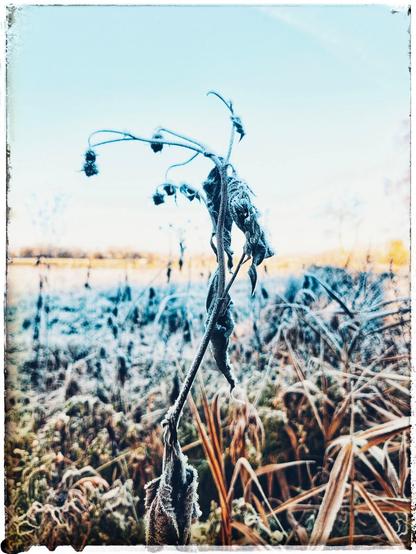 Eine einzelne Pflanze mit Frost bedeckt