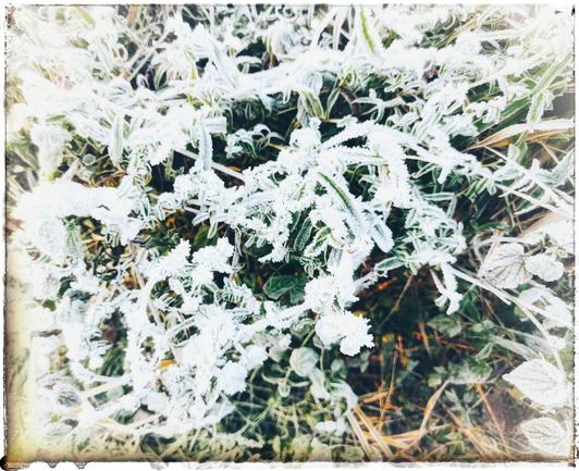Frost auf Pflanzen