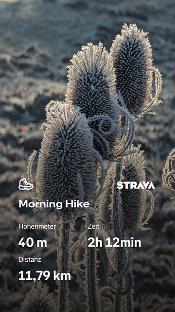 Gefrorene Disteln in einer winterlichen Landschaft mit darüber eingeblendeten Statistiken zu einer morgendlichen Wanderung.