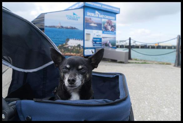 A black and white chihuahua with a grey muzzle sits in a buggy.