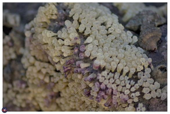 You see white and purple egg capsules, which are vase-shaped and are clustered together in irregular rows and firmly attached to the substrate. They contain several eggs per capsule. They have a so-called “escape hatch” which is situated centrally on top of the egg capsule - which are visible. 

The hoof shaped are a feature of the family. 

On the right top you see few snails -  Gyrineums -- they are just on the same rock at low tide, and their egg cells look very different.