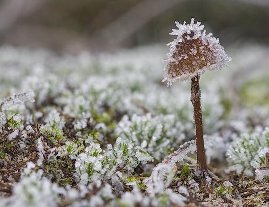 Mushroom covered with frost.