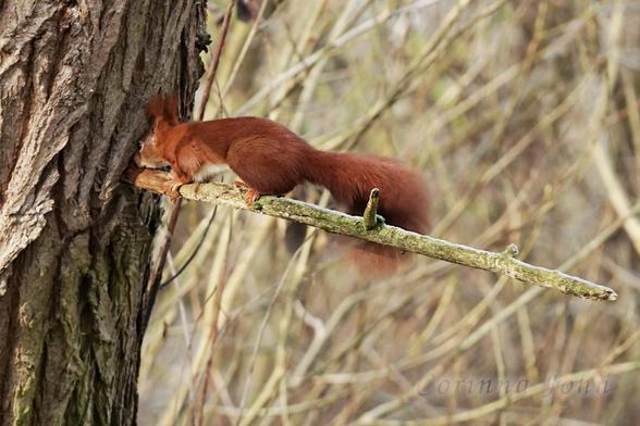 Ein Eichhörnen läuft über einen kahlen Ast zum Stamm, bis es mit dem Kopf fast dranstößt.