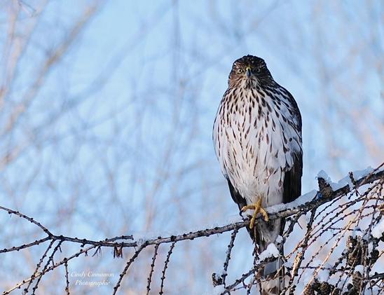 Épervier de Cooper dans paysage hivernal. Photographie par Cindy Cinnamon