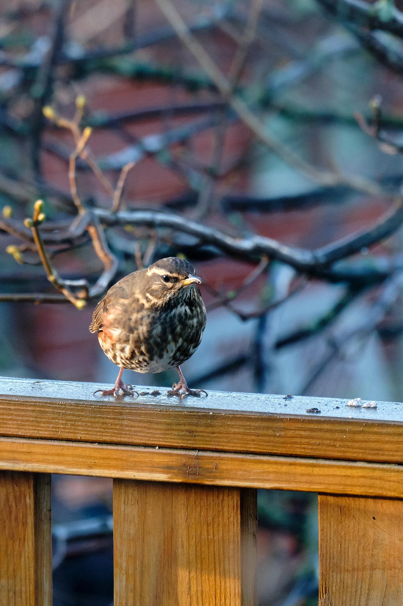 Redwing bird, called "skógarþröstur" or "forest thrush" in Icelandic, perching on a balcony railing covered in bird droppings and looking defiant
