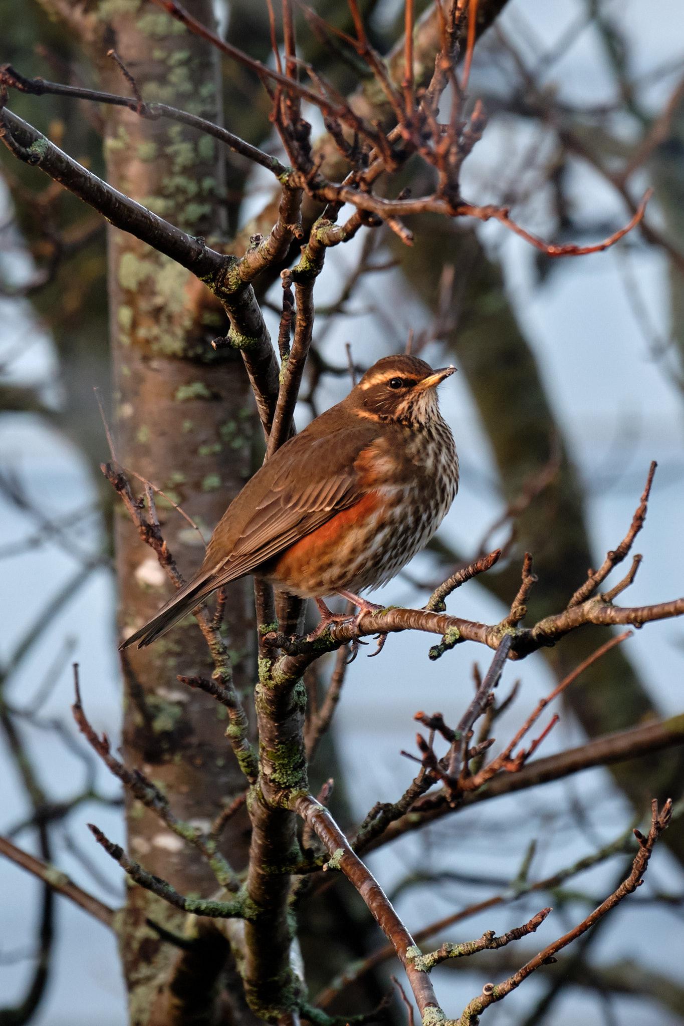Redwing bird perched in a tree with its head arched upwards