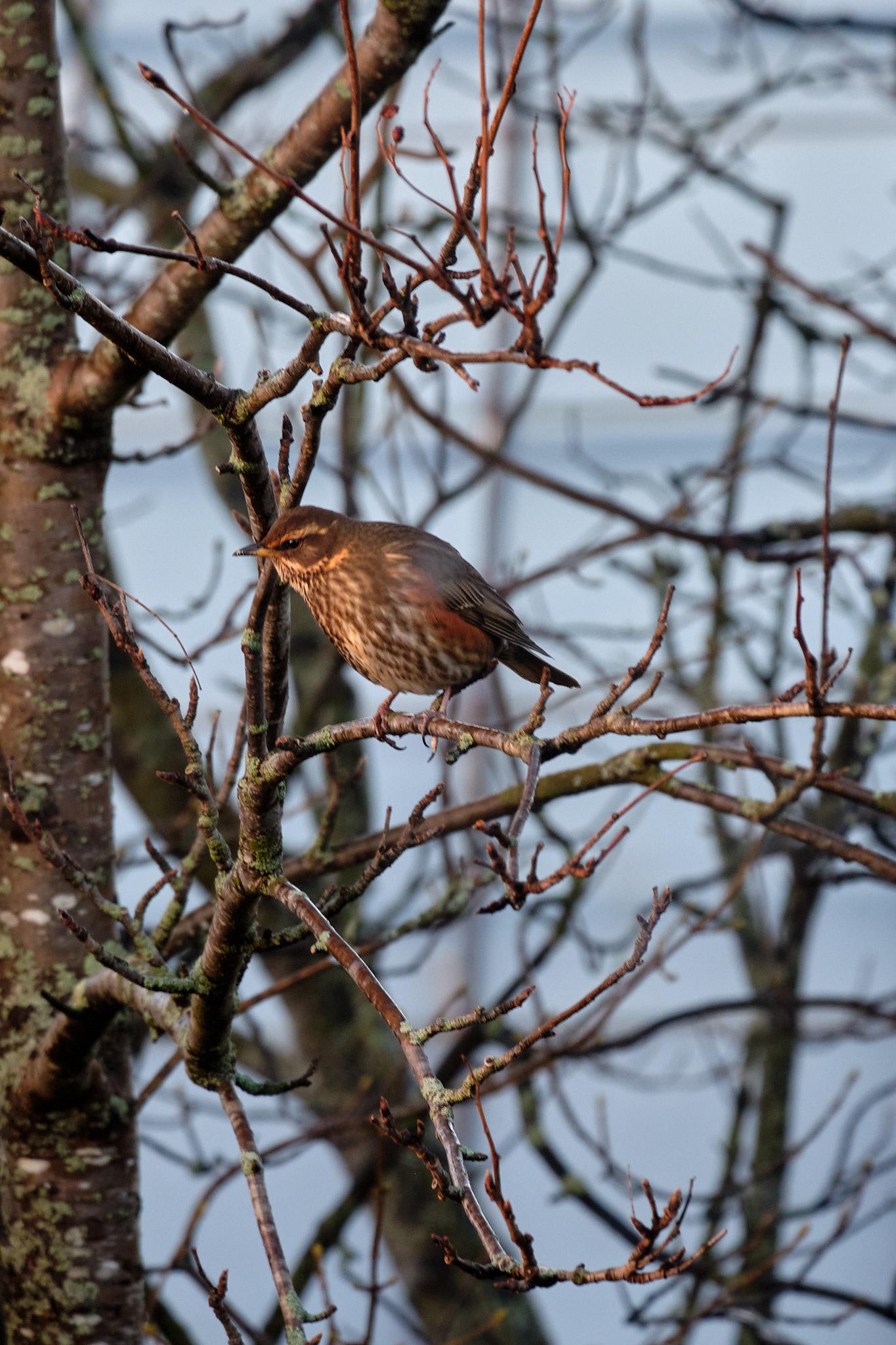 Redwing bird in a tree looking at something below.