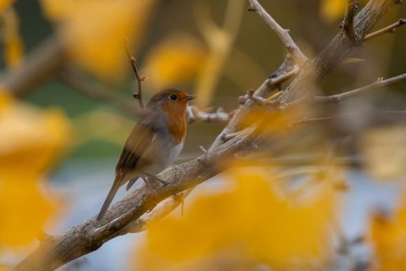 A small robin with an orange-red breast perched on a tree branch, framed by the soft, blurred yellow leaves of a ginko tree.