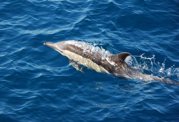 photograph shows a common dolphin swimming just below the surface of the ocean. The top of its beak and the dorsal fin have broken the surface and are above water.
Beak and back of the dolphin are a brownish grey, the flanks have a cream colour.