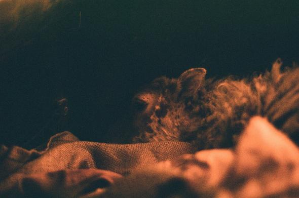 A redscale closeup of a lamb on some burlap with most of the frame drenched in darkness