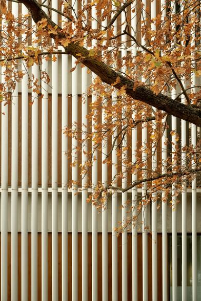 A photo of a wall of vertical white stripes of metal. They are outset to the surface behind, it’s very clean. Contrasting a tree with yellow leaves cuts into the image infront of the backdrop. It has golden yellow sparse leaves