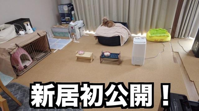 【初公開】ついに愛犬と新居に引っ越しました！【トイプードル】