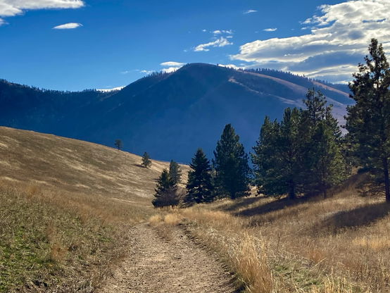 On rolling hills of golden grass, a small stand of pine trees on the right form a loose line that becomes thinner as it stretches into the distance where a wooded mountain rises, a partly cloudy sky above.