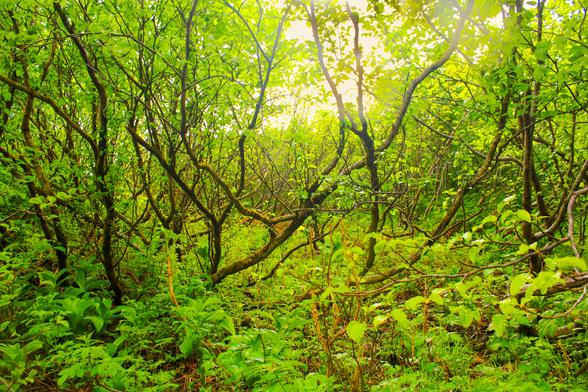 Mountain ash trees glow a bright green with the backlit sunlight in high altitudes. Ferns grow beneath the trees. The tree limbs go in various directions.