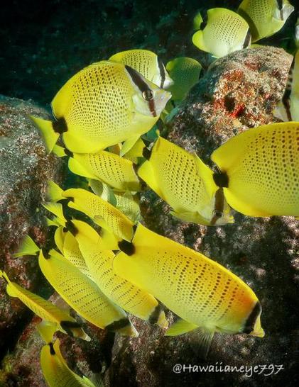 A cluster of yellow fish swarming over a reef. The fish are just smaller than your hand, and have black vertical lines through their eyes. They are covered with fine uniform spots lined vertically over their bodies.